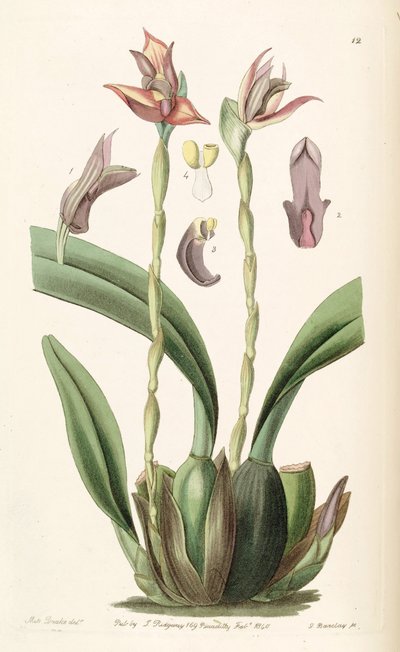 Maxillaria cucullata de Miss Drake